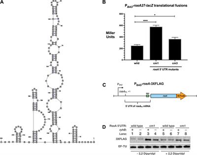 Post-Transcriptional Regulation of RseA by Small RNAs RyhB and FnrS in Escherichia coli